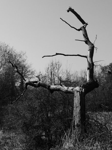 阳光下的闪电树图片下载