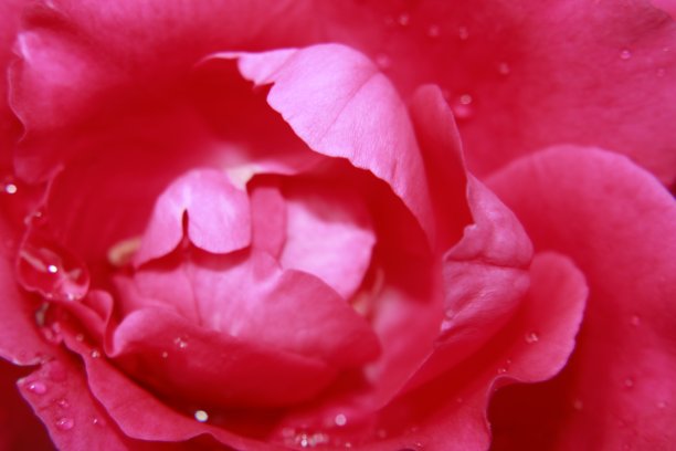 粉红色的玫瑰花。图片下载