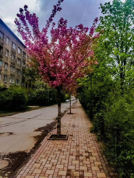 孤立的樱花枝在白色背景上。-股票图片图片下载