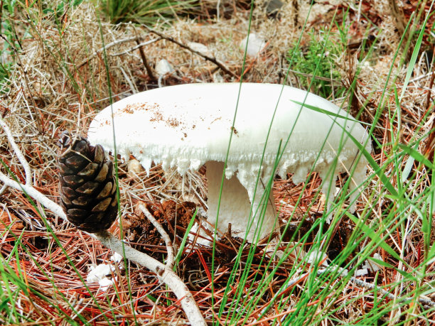 这是生长在树林里的一种白色真菌的特写图片下载