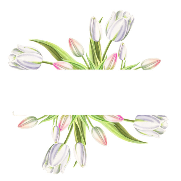 美丽的白色郁金香文本框。花收集。标记图。水彩画。图片下载