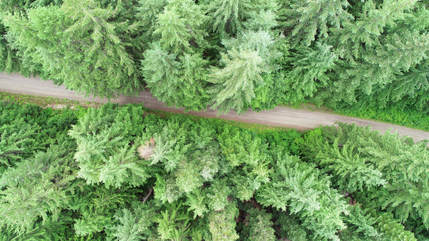 被树木遮蔽的土路图片下载