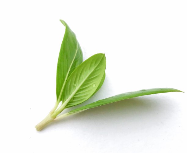 绿色的叶子图片下载