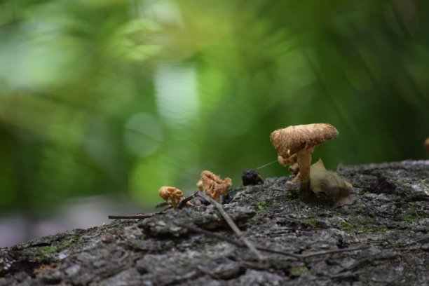 森林中的真菌图片下载