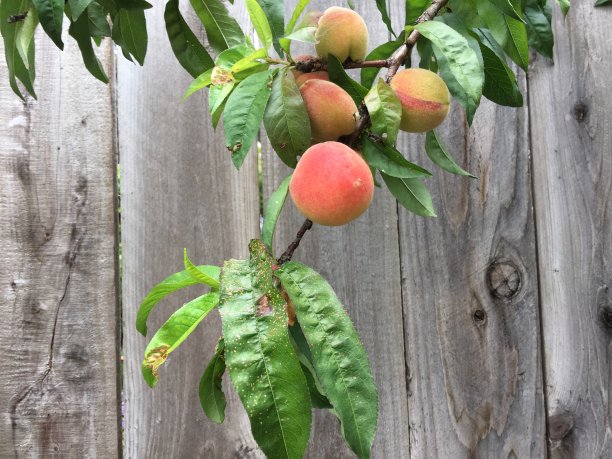 篱笆旁的树上有桃子图片下载