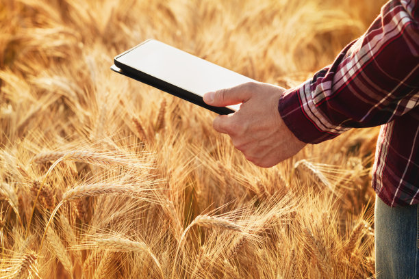 谷物地里的农民，手里拿着数字平板电脑。利用现代计算机技术对农产品进行计算、监测和规划。图片下载