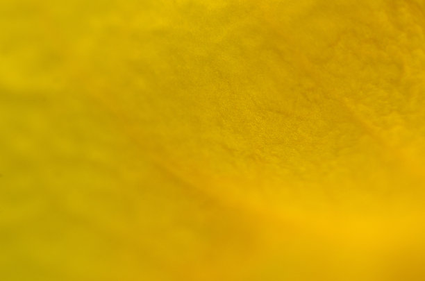 背景图像，黄色背景，模糊，自然美图片下载