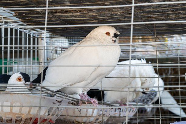 笼子里的鸽子，等待出售图片下载