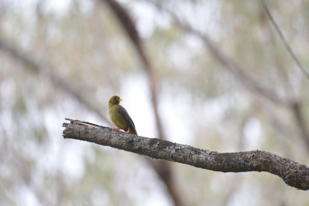 黄色Thornbill图片下载