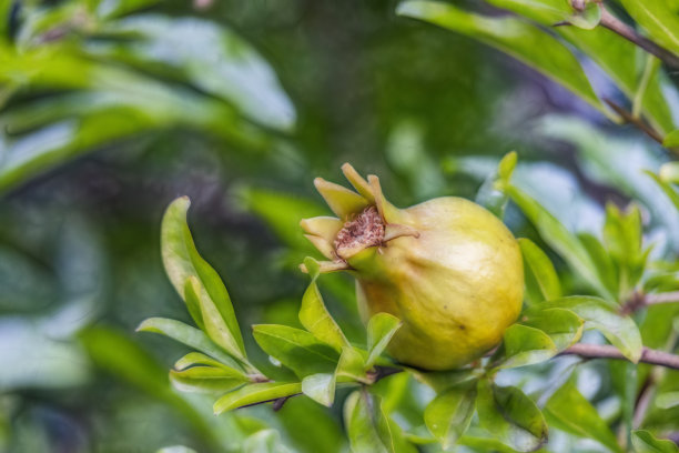 在绿色的自然中，靠近树枝上的石榴。图片下载