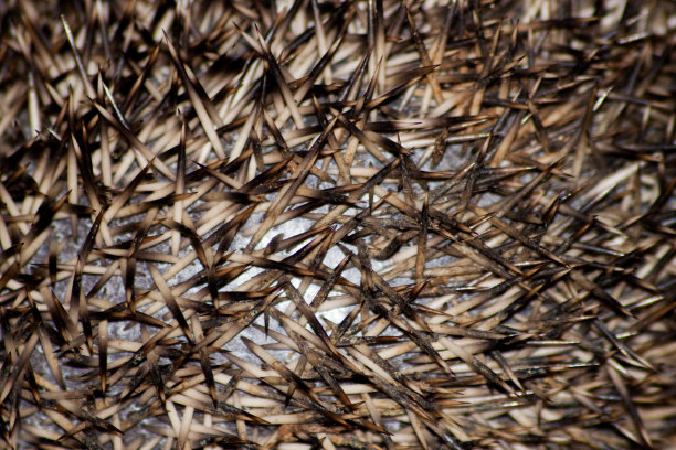 刺猬峰值图片下载