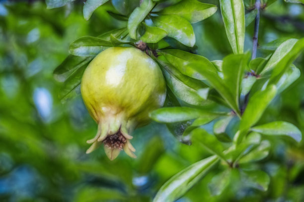 在绿色的自然中，靠近树枝上的石榴。图片下载