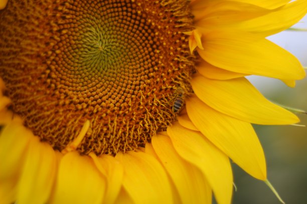 关闭向日葵图片下载