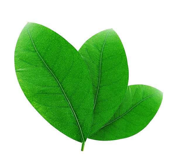 三片绿色柑橘叶孤立在白色上图片下载