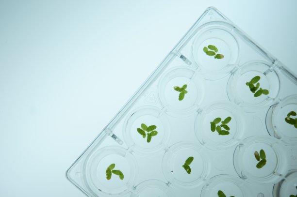 浮萍作为水污染的生物指标-环境科学概念图片下载
