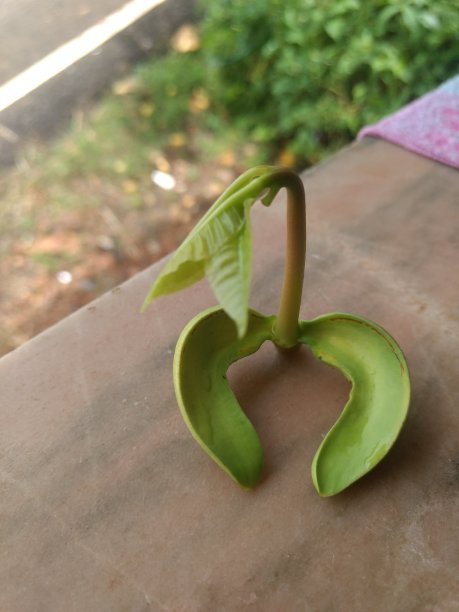 腰果树图片下载