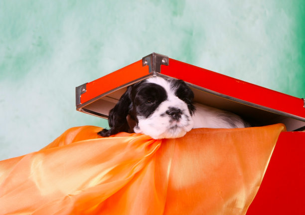 绿色背景的橙色礼品盒里的西班牙猎犬小狗图片下载