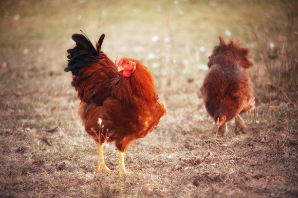 黄草上的两只小鸡图片下载