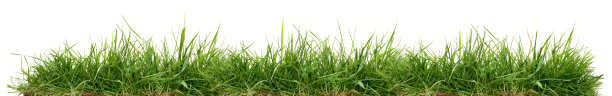 鲜绿的草图片下载
