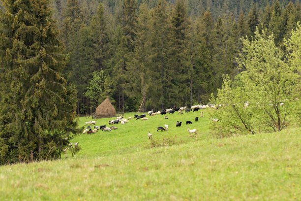 在一个明媚的春天的早晨，一群羊在草堆附近的山青草地上吃草。图片下载