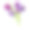 美丽的黑色郁金香花束组成。花收集。标记图。水彩画。墙纸。图片下载