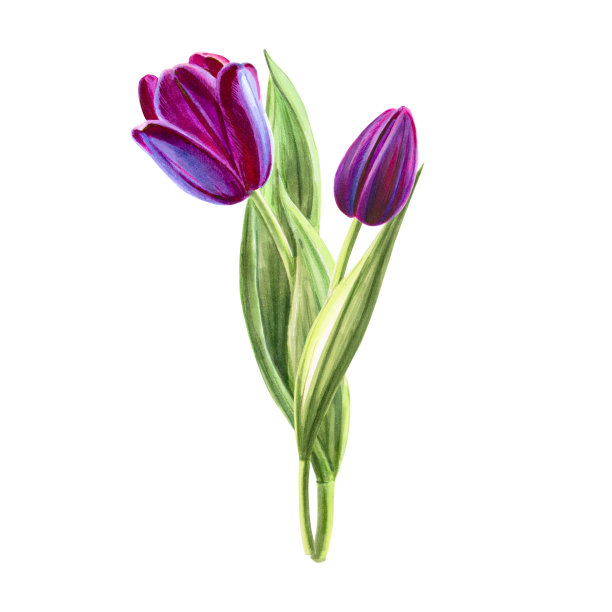 美丽的黑色郁金香花束组成。花收集。标记图。水彩画。墙纸。图片下载