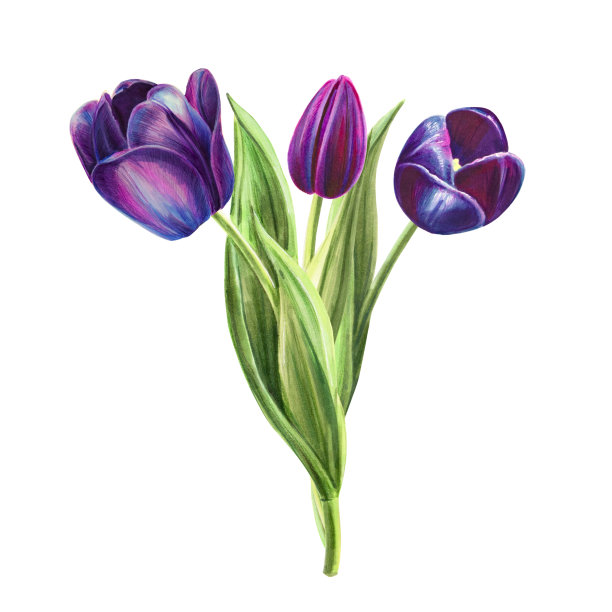 美丽的黑色郁金香花束组成。花收集。标记图。水彩画。墙纸。图片下载