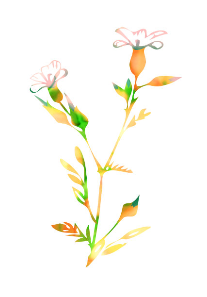 田间花卉抽象植物。图片下载