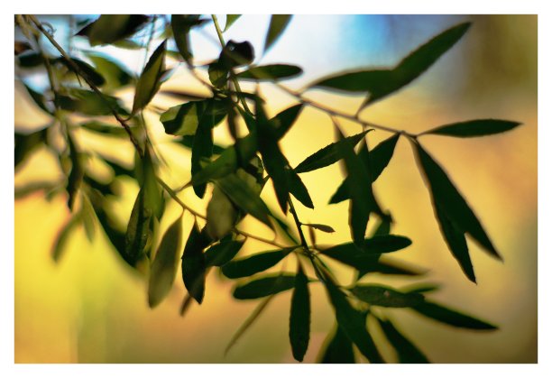 叶子在日落图片下载