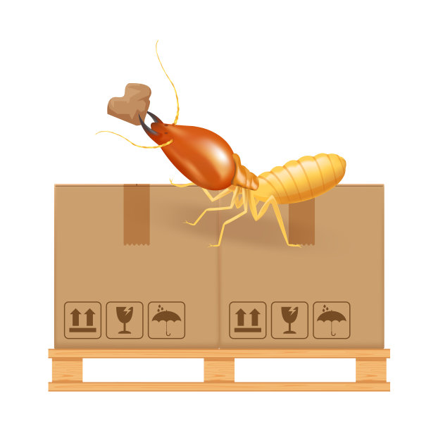 白蚁叮咬吃白色背景上棕色隔离的纸箱，白蚁和工厂仓库里的木托盘和纸箱，白蚁在瓦楞纸箱上行走，白蚁在板条箱上损坏的箱子图片下载