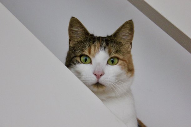 猫在楼梯图片下载