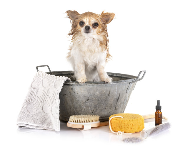 小狗和洗澡图片下载