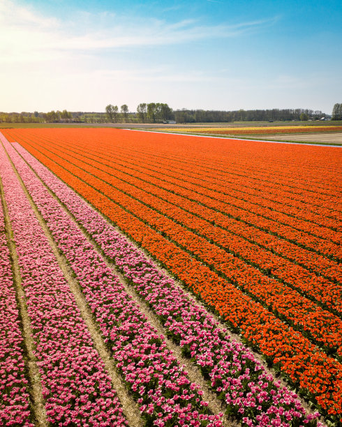 无人机拍摄的荷兰橙色和粉色郁金香田图片下载