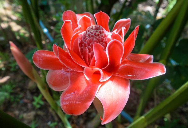 阳光下的越南红花图片下载