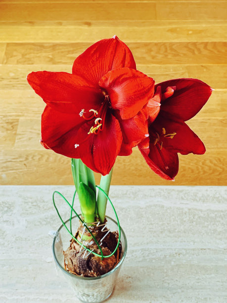 红孤挺花花图片下载