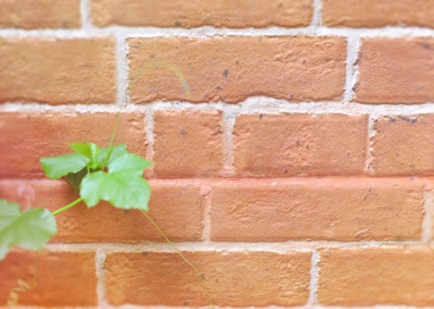 背景是古老的棕色砖墙，藤蔓叶子，新鲜的绿色叶子，英国复古的氛围留给文字，名字，标签，商店，浪漫的空间图片下载