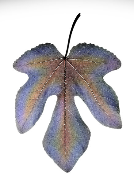 特写照片的彩虹彩色无花果叶与白色的背景图片下载