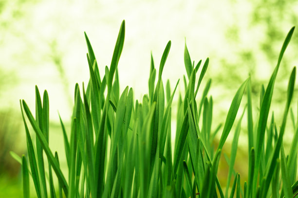 水仙花多汁的叶子在模糊的背景上。自然的背景，充满希望。软焦点，选择焦点。图片下载