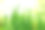 水仙花多汁的叶子在模糊的背景上。自然的背景，充满希望。软焦点，选择焦点。图片下载