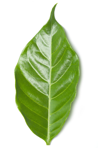 绿色的树叶。图片下载