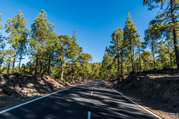 山间松林中的窄路图片下载