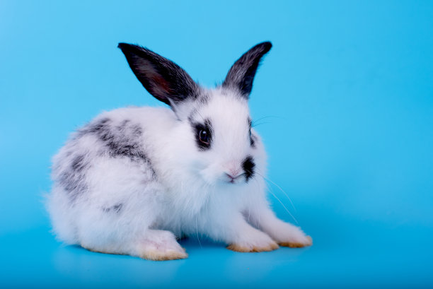 可爱的兔子图片素材ID：340388292