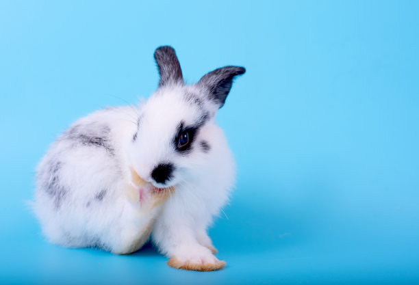 可爱的兔子图片素材ID：340388298