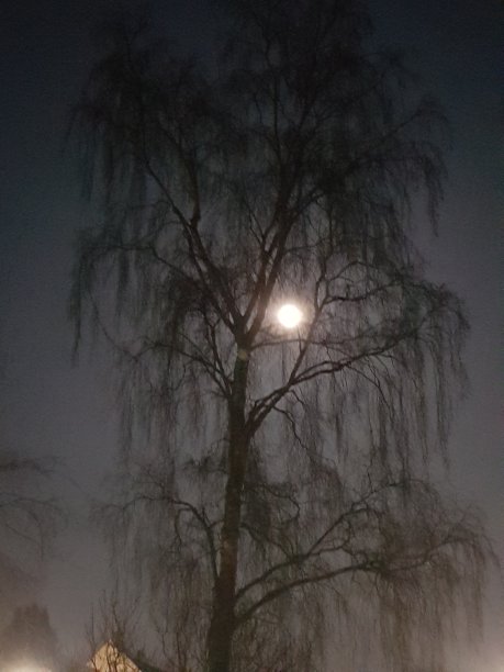 冬天月亮树图片下载