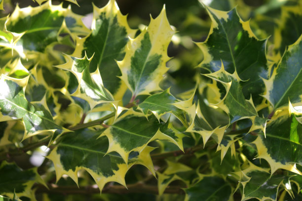 冬青的绿色和黄色斑纹的叶子作为模糊的圣诞壁纸背景海报的图像，生长在阳光充足的花园作为圣诞花环和装饰，红色的冬青浆果和新梢修剪的灌木，冬青的照片图片下载
