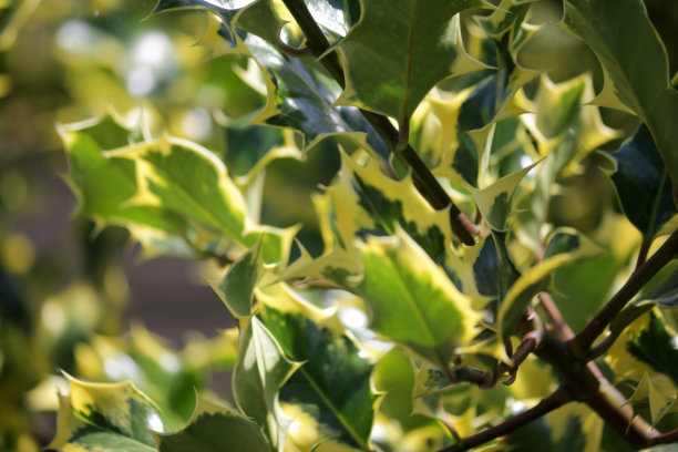 冬青的绿色和黄色斑纹的叶子作为模糊的圣诞壁纸背景海报的图像，生长在阳光充足的花园作为圣诞花环和装饰，红色的冬青浆果和新梢修剪的灌木，冬青的照片图片下载