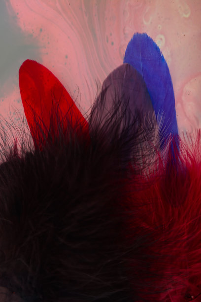 美丽的抽象纹理颜色红、灰、蓝和黑色羽毛上彩色孤立的背景和图案墙纸图片下载