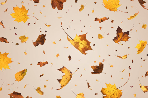 秋叶下降图片下载