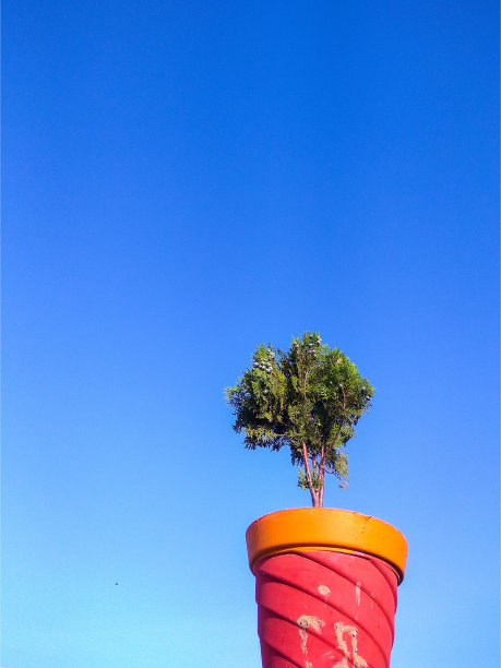 Ddecorative植物图片下载