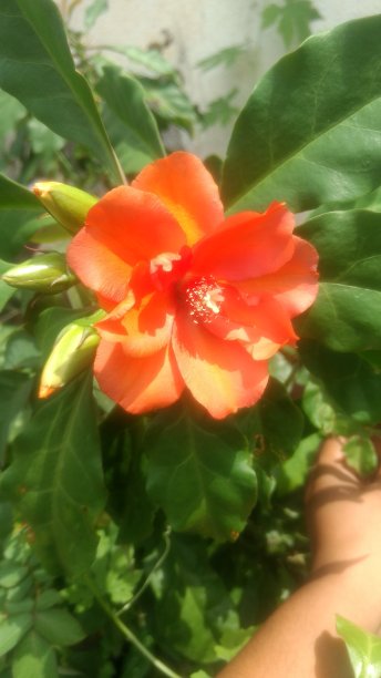 橘色花图片下载